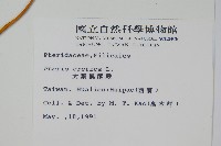 大葉鳳尾蕨藏品圖，第2張