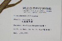 大葉鳳尾蕨藏品圖，第2張