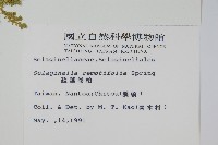 疏葉卷柏藏品圖，第2張