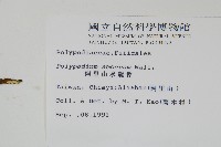 阿里山水龍骨藏品圖，第2張