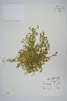 疏葉卷柏藏品圖，第1張