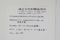 疏葉卷柏藏品圖，第2張