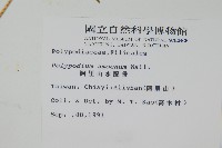 阿里山水龍骨藏品圖，第2張