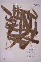 華鳳丫蕨藏品圖，第1張