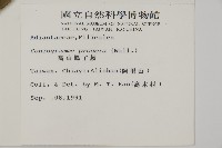 華鳳丫蕨藏品圖，第2張