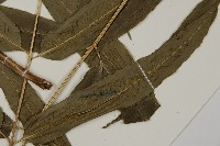 華鳳丫蕨藏品圖，第3張