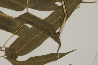 華鳳丫蕨藏品圖，第4張