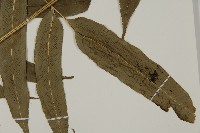 華鳳丫蕨藏品圖，第5張