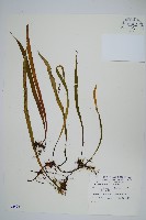 長柄劍蕨藏品圖，第1張