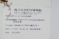 長柄劍蕨藏品圖，第2張