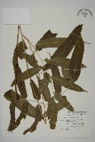 華鳳丫蕨藏品圖，第1張