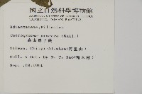 華鳳丫蕨藏品圖，第2張