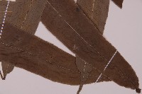 華鳳丫蕨藏品圖，第3張