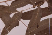 華鳳丫蕨藏品圖，第4張