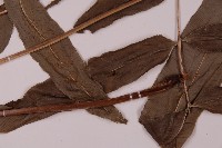 華鳳丫蕨藏品圖，第5張