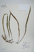 長柄劍蕨藏品圖，第1張