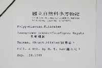 長柄劍蕨藏品圖，第2張