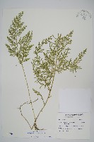 異葉卷柏藏品圖，第1張