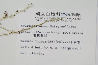 密葉卷柏藏品圖，第2張