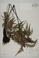 粉葉蕨藏品圖，第1張