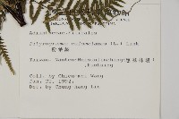 粉葉蕨藏品圖，第8張