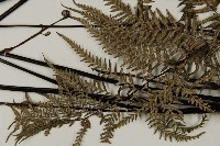 粉葉蕨藏品圖，第9張