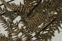 粉葉蕨藏品圖，第10張