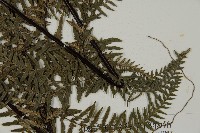 粉葉蕨藏品圖，第11張