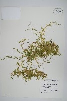 疏葉卷柏藏品圖，第1張