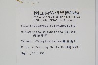 疏葉卷柏藏品圖，第2張