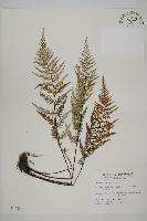 粉葉蕨藏品圖，第1張