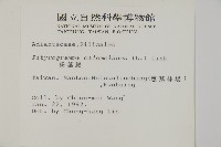 粉葉蕨藏品圖，第2張