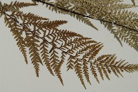 粉葉蕨藏品圖，第3張