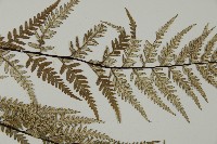 粉葉蕨藏品圖，第4張