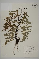 粉葉蕨藏品圖，第1張