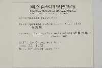 粉葉蕨藏品圖，第2張