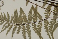 粉葉蕨藏品圖，第3張