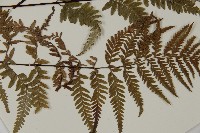 粉葉蕨藏品圖，第5張