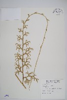 過山龍藏品圖，第1張