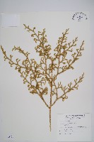 過山龍藏品圖，第1張