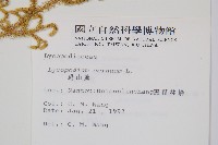 過山龍藏品圖，第2張