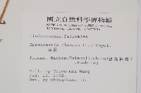 烏蕨藏品圖，第2張