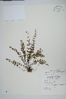 細葉碎米蕨藏品圖，第1張