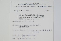 細葉碎米蕨藏品圖，第2張