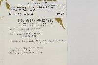 大黑柄鐵角蕨、黃鱗鐵角蕨、大羽鐵角蕨藏品圖，第2張