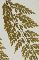 大黑柄鐵角蕨、黃鱗鐵角蕨、大羽鐵角蕨藏品圖，第3張