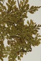 大黑柄鐵角蕨、黃鱗鐵角蕨、大羽鐵角蕨藏品圖，第5張