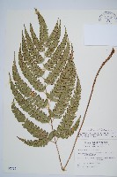 斜方複葉耳蕨藏品圖，第1張