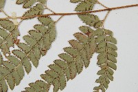 斜方複葉耳蕨藏品圖，第4張