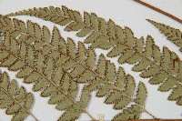 斜方複葉耳蕨藏品圖，第5張